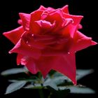 rote Rose