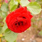 rote Rose