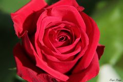 rote Rose