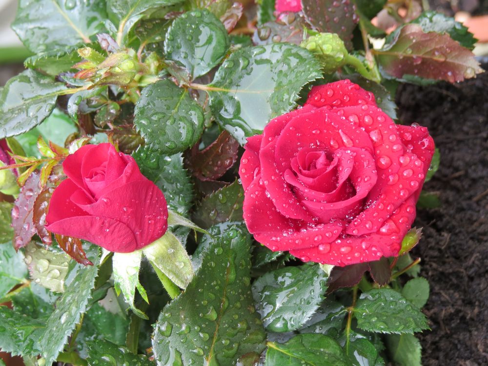 Rote Rose 6