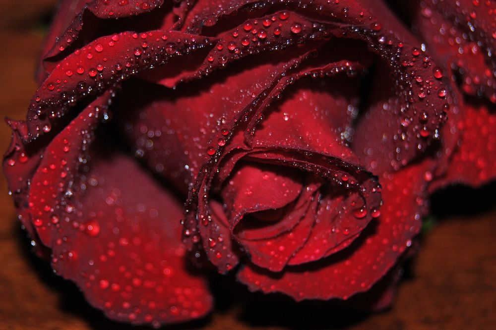 Rote Rose