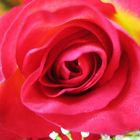 Rote Rose