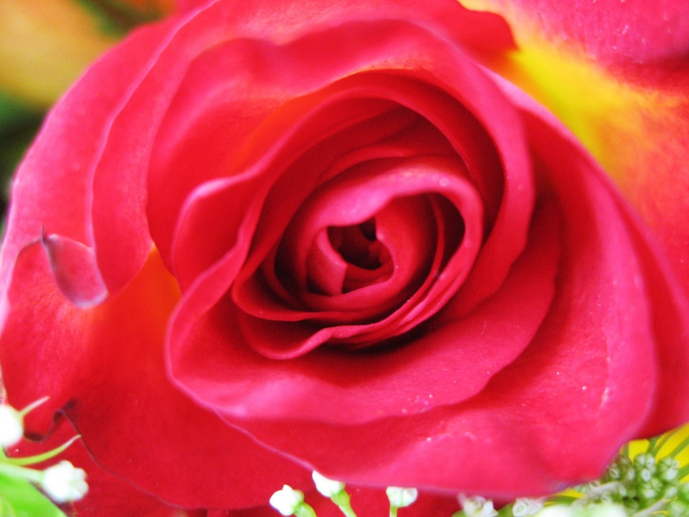 Rote Rose