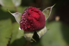 Rote Rose