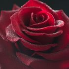 Rote Rose