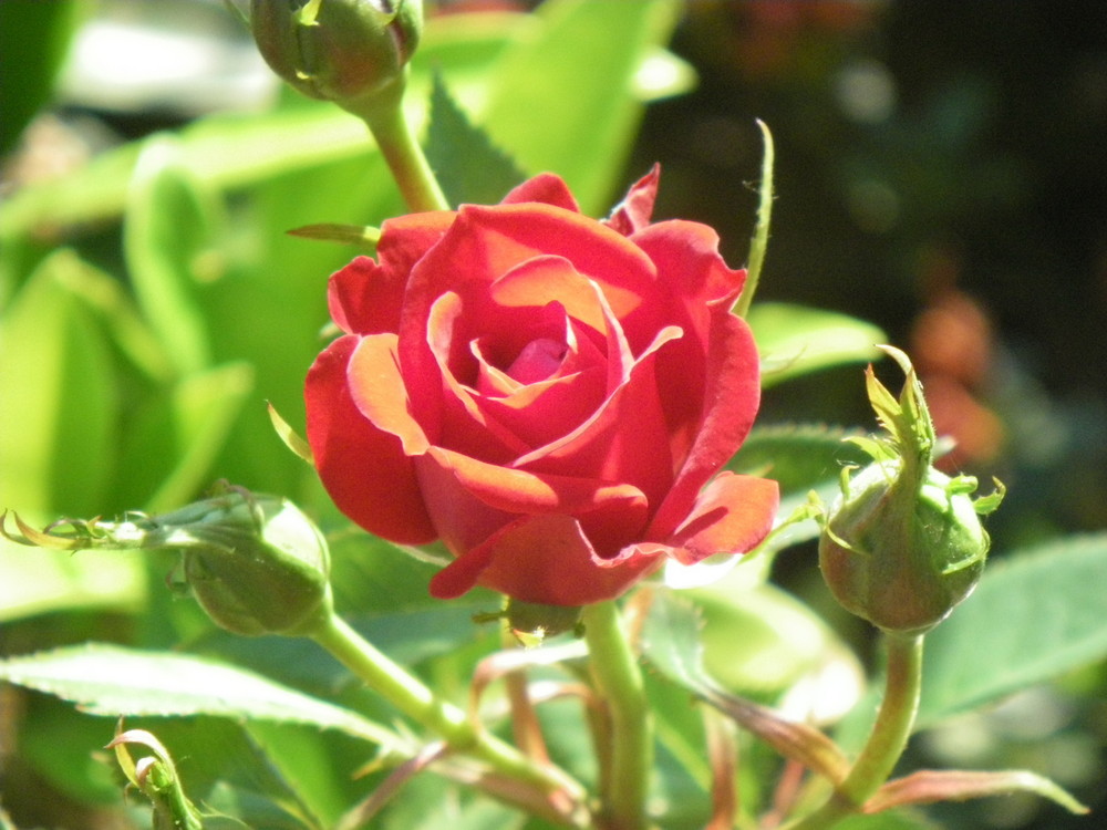 ~Rote Rose~