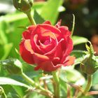 ~Rote Rose~