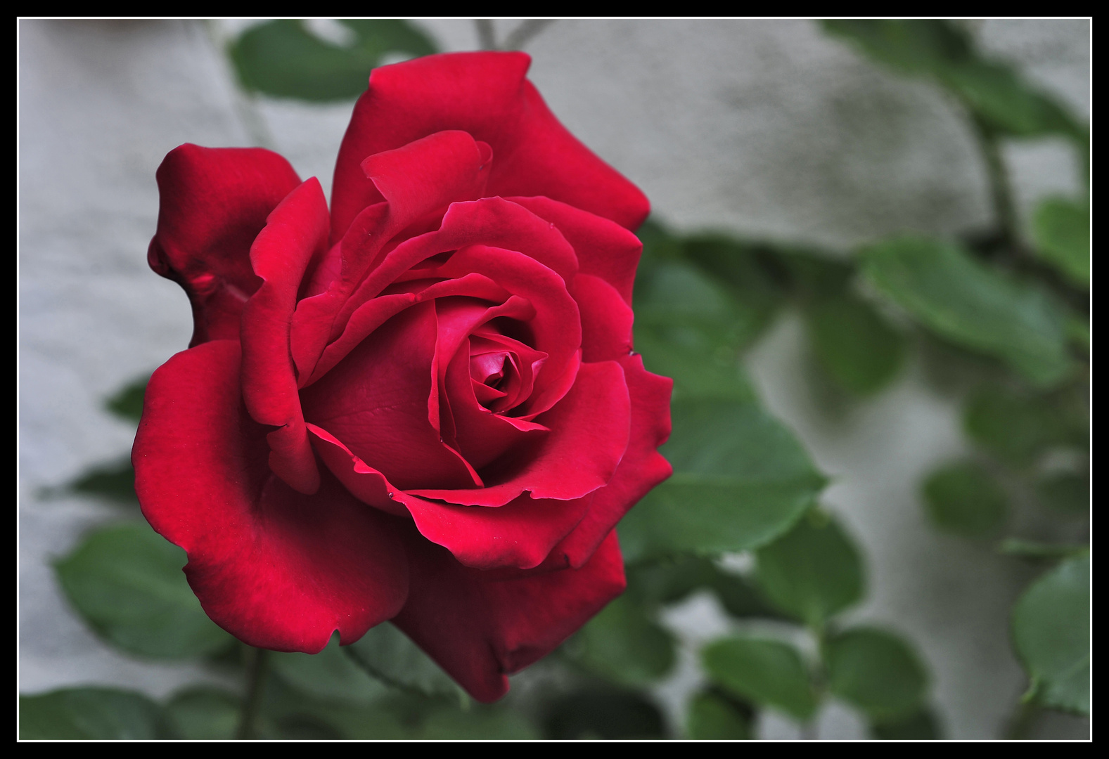 ...rote Rose