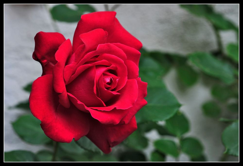 ...rote Rose