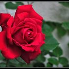 ...rote Rose