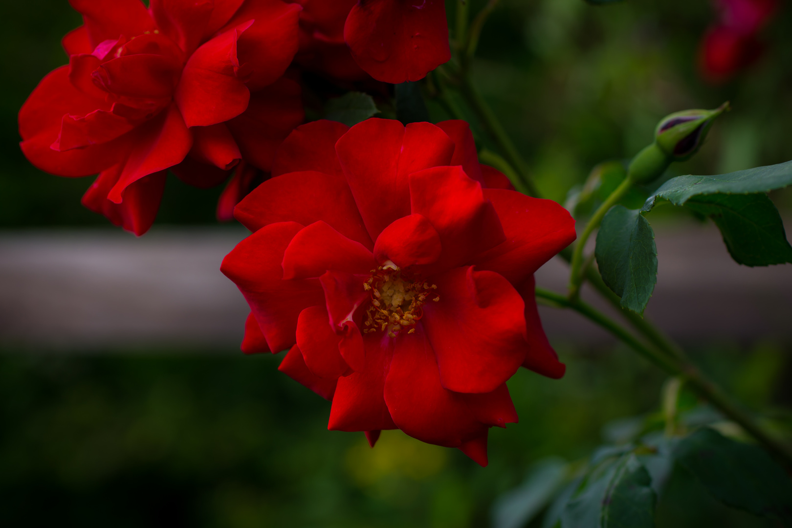 rote Rose