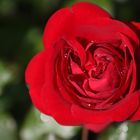 rote Rose