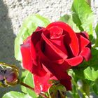 rote Rose