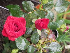 Rote Rose 7