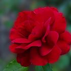 Rote Rose