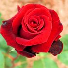 Rote Rose