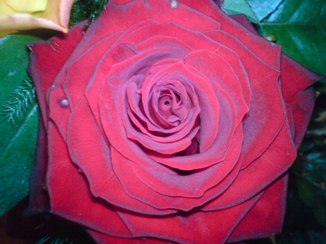 rote Rose