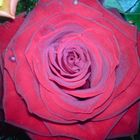 rote Rose