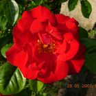 rote Rose