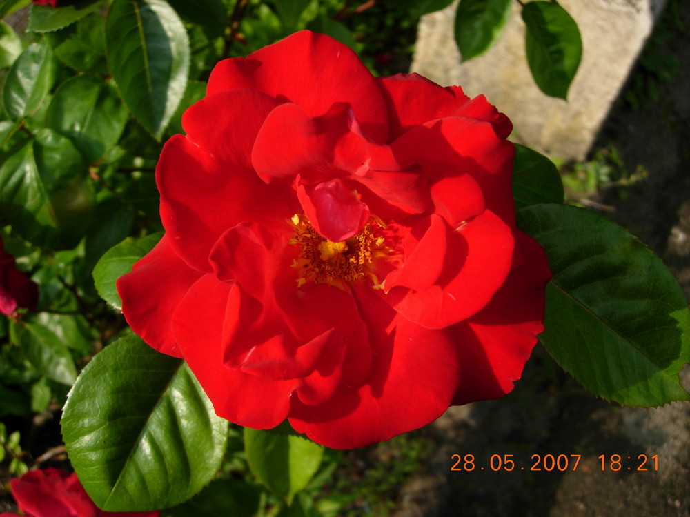 rote Rose