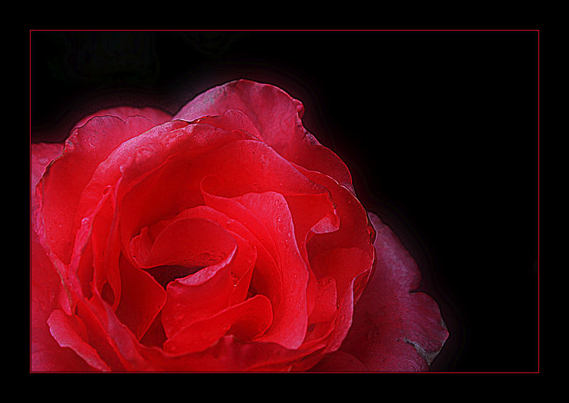 Rote Rose...