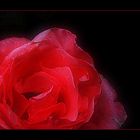 Rote Rose...