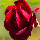 Rote Rose..