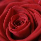 Rote Rose