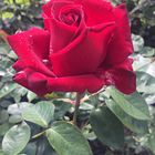 Rote Rose ...