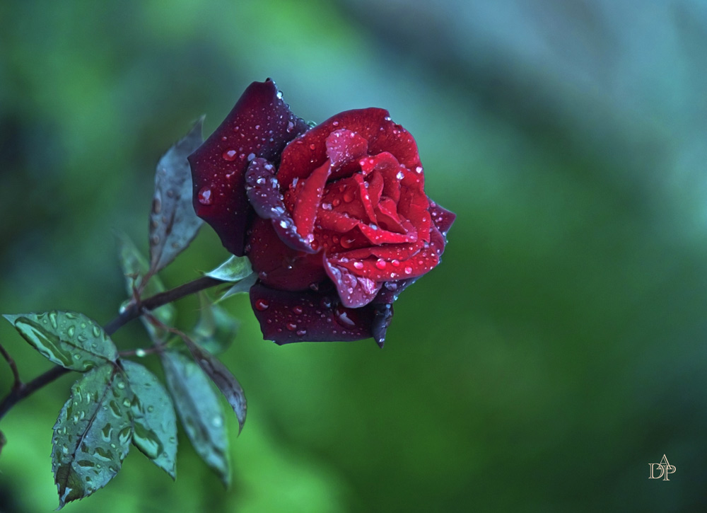 Rote Rose