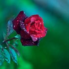 Rote Rose