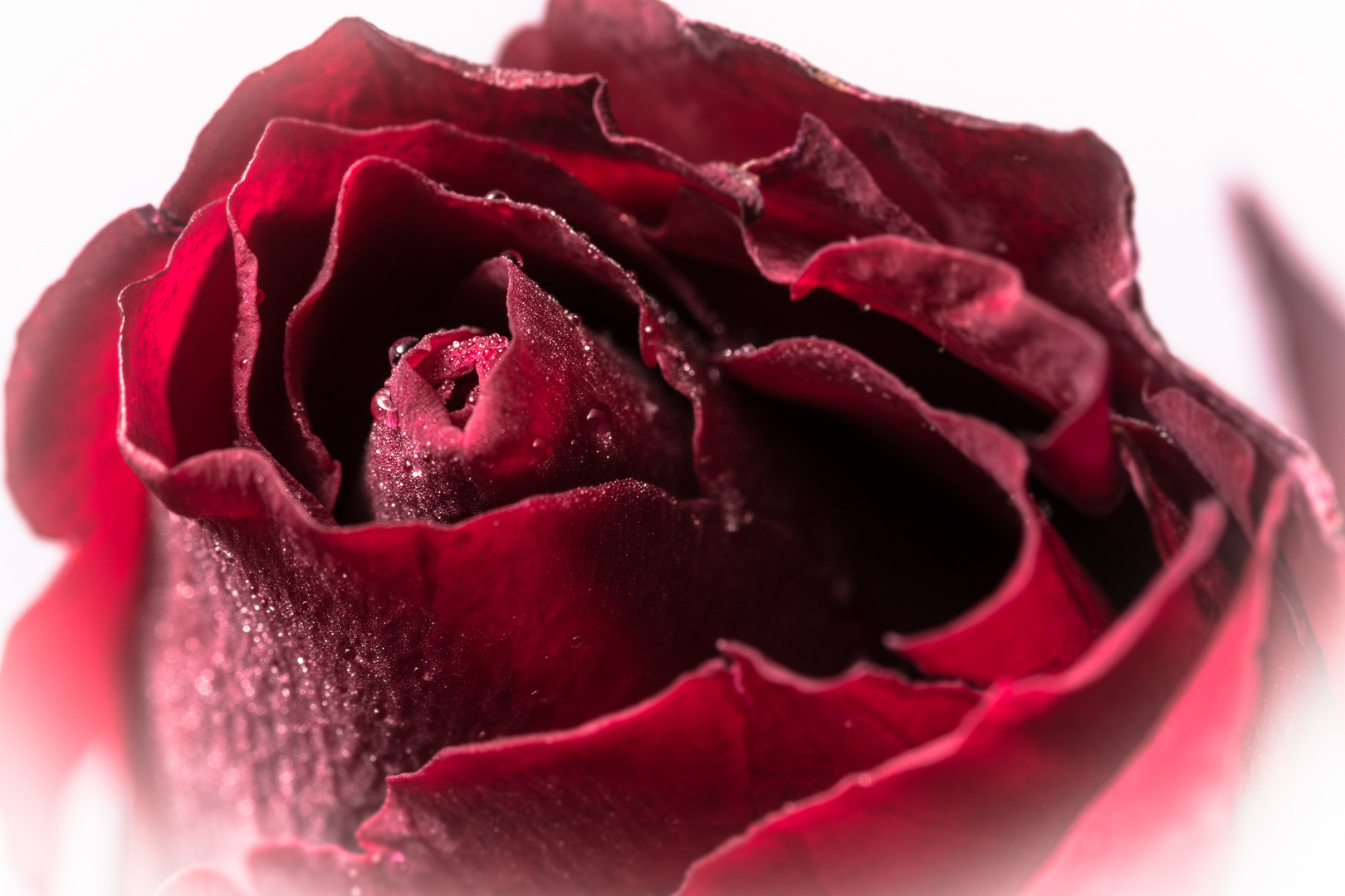 Rote Rose