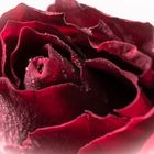 Rote Rose