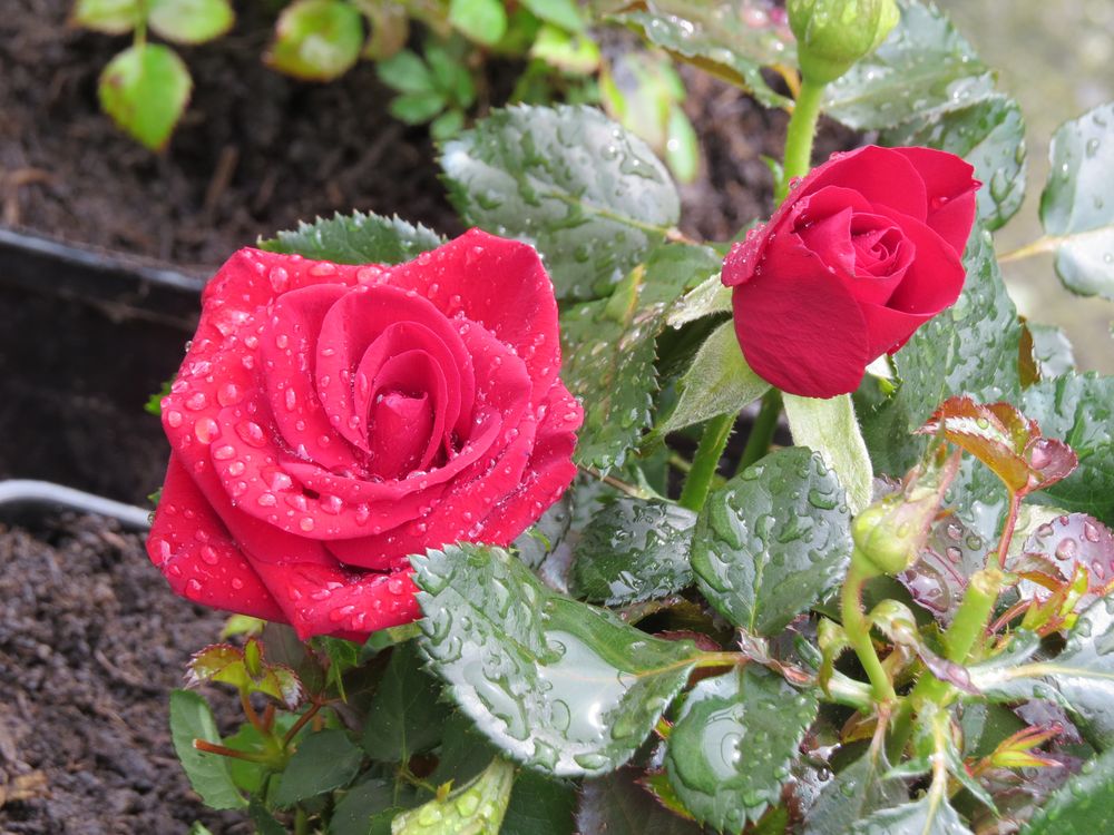 Rote Rose 8
