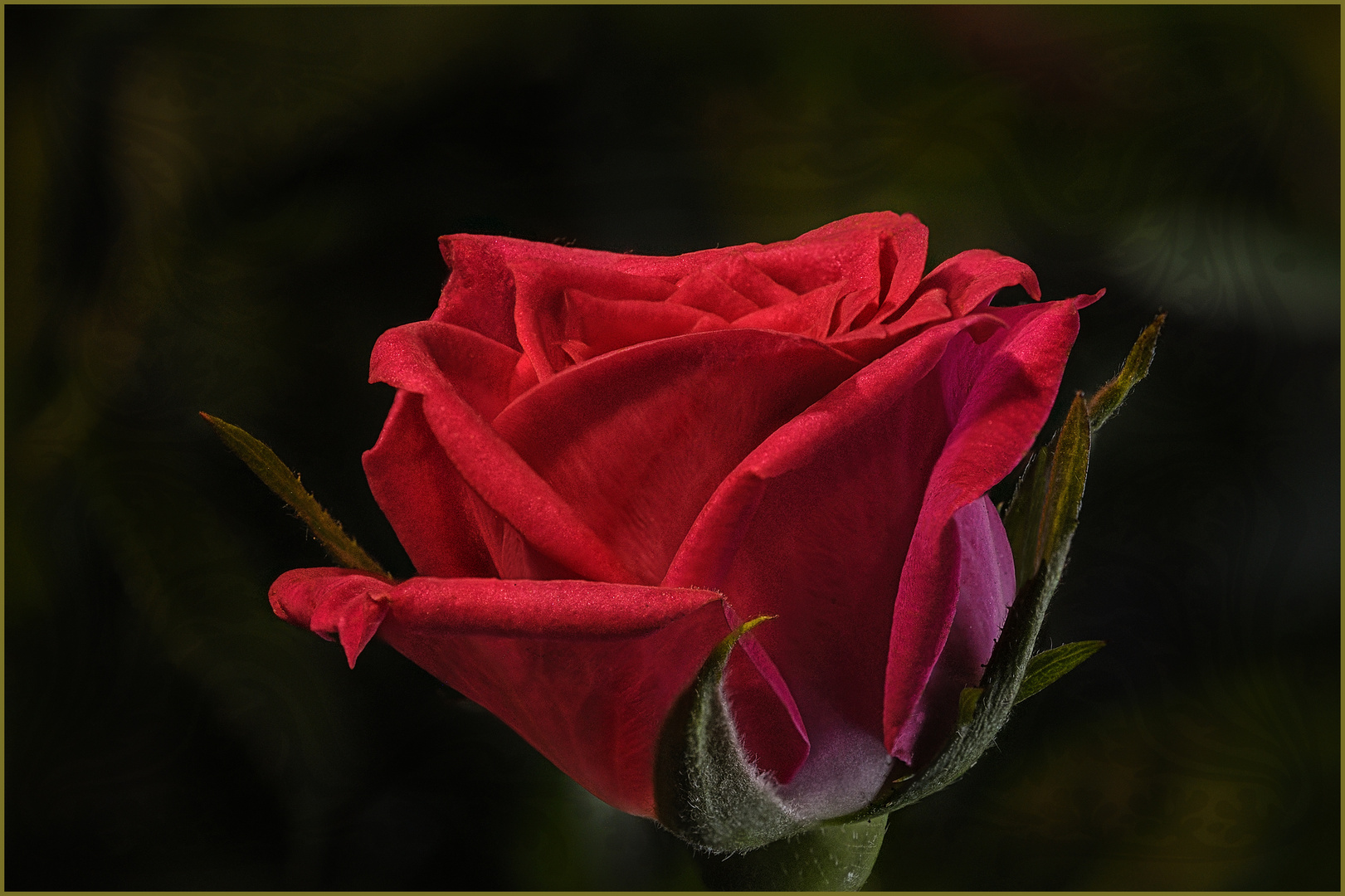 Rote Rose 