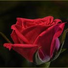 Rote Rose 