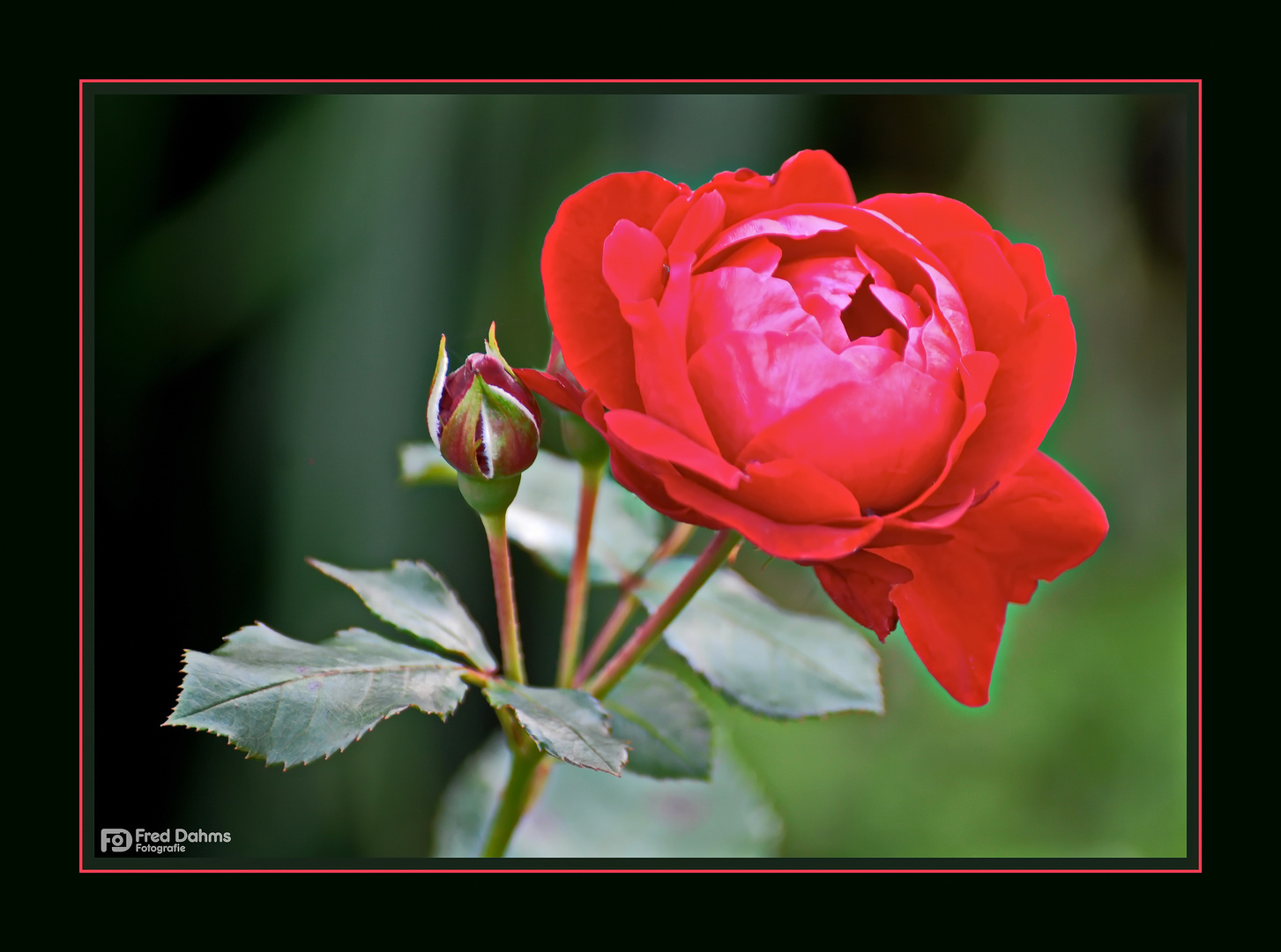 Rote Rose