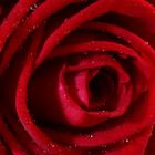 rote Rose