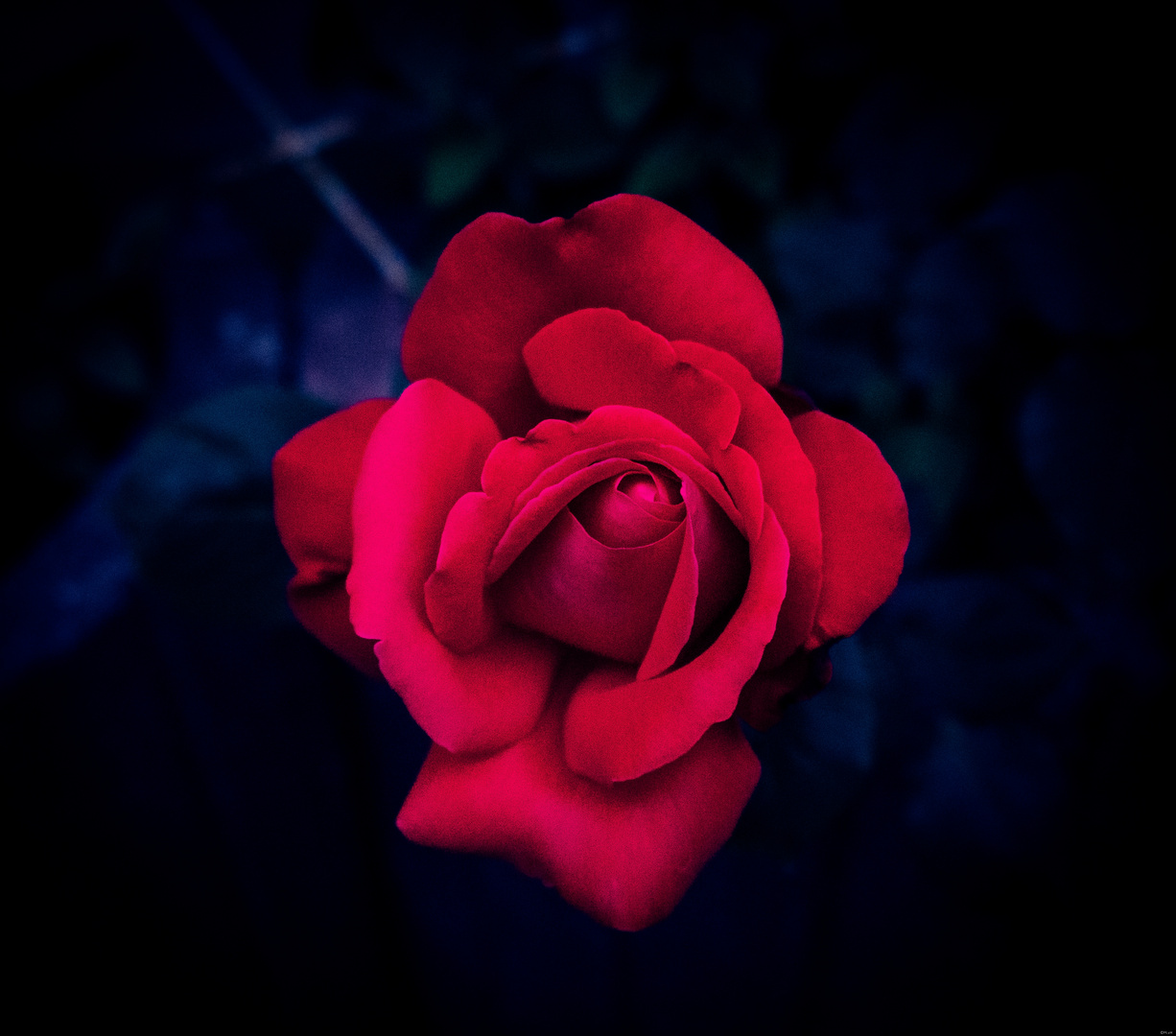 Rote Rose 