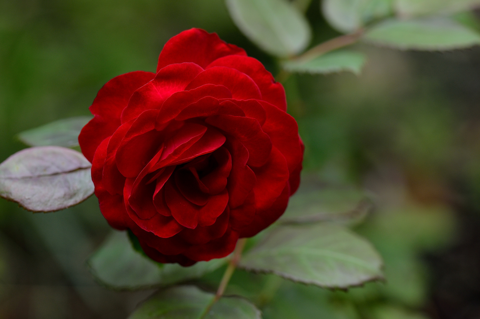 Rote Rose