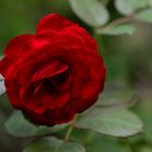 Rote Rose