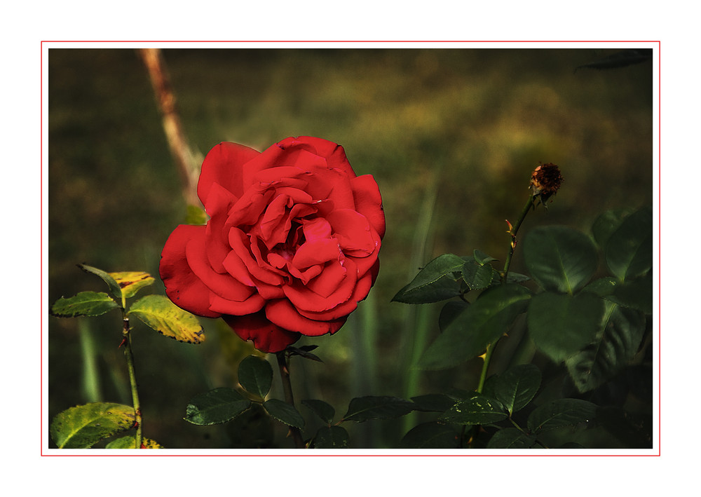 Rote Rose ...