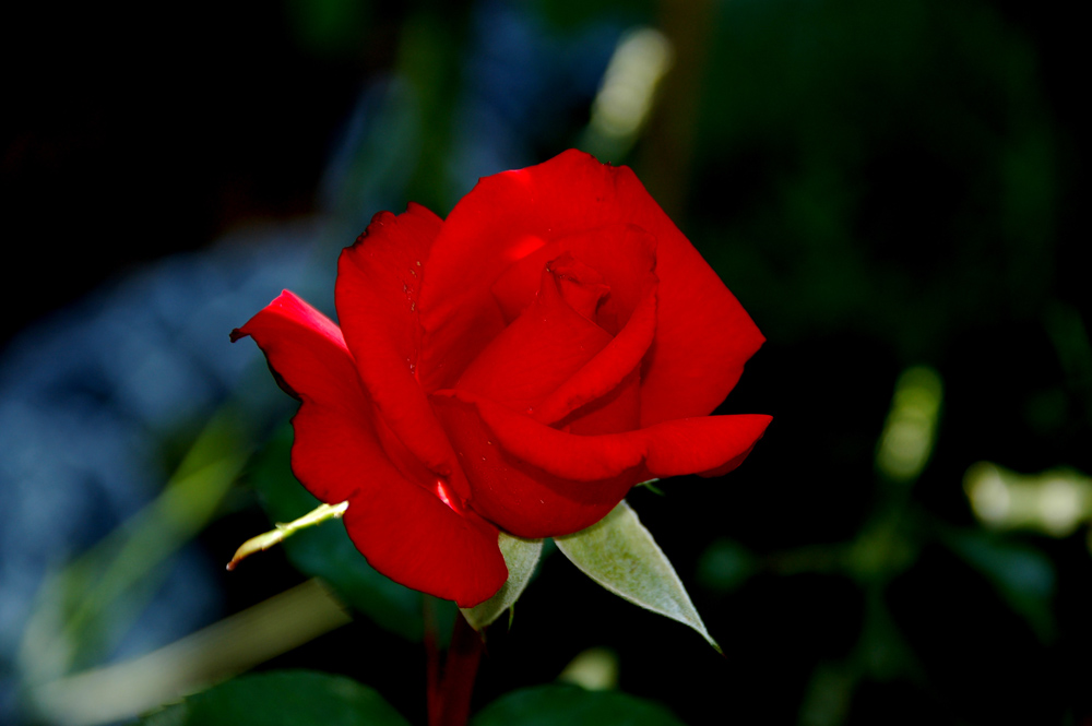 Rote Rose