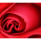 rote Rose