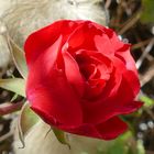 Rote Rose