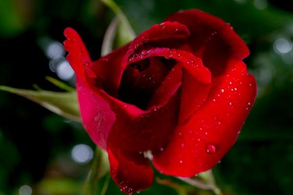 Rote Rose