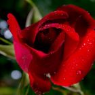 Rote Rose