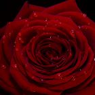 Rote Rose