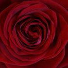 rote Rose