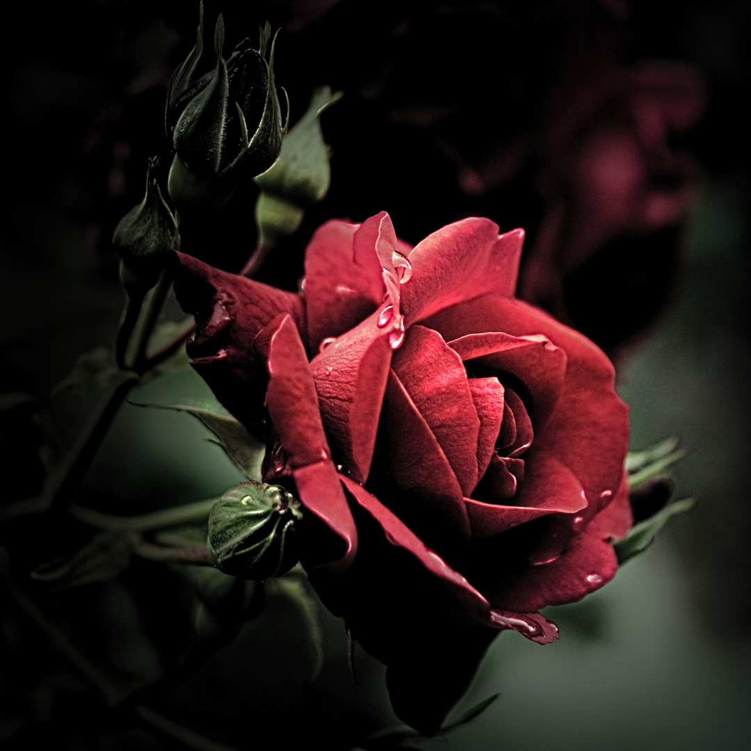rote Rose Foto &amp; Bild | rot, natur, pflanzen Bilder auf fotocommunity